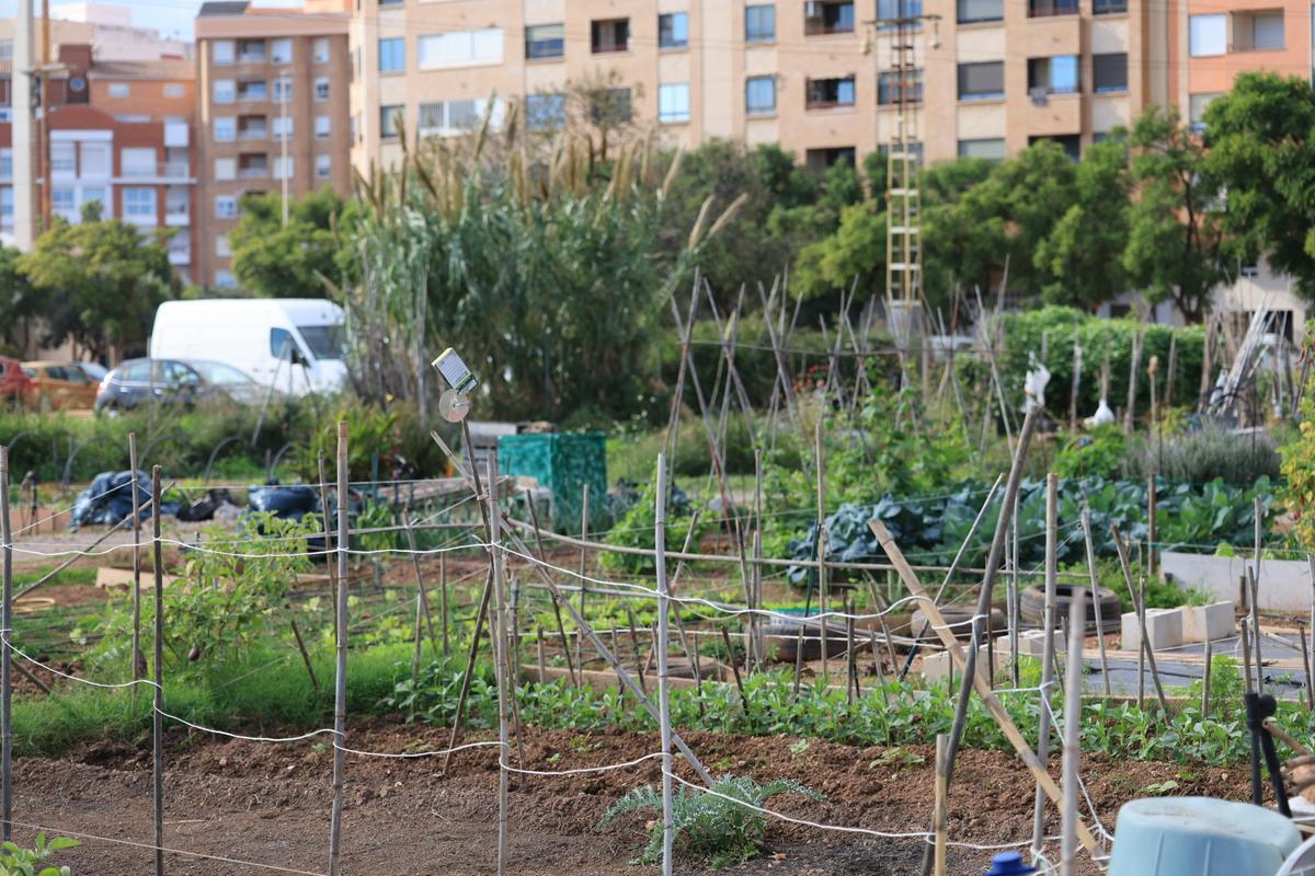 La ordenanza regula el tipo de productos que se pueden cultivar en los huertos urbanos de Castelló.