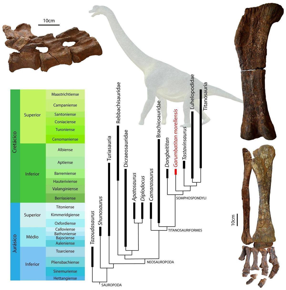 Detalles a nivel científicio de las características de 'Garumbatitan morellensis' .