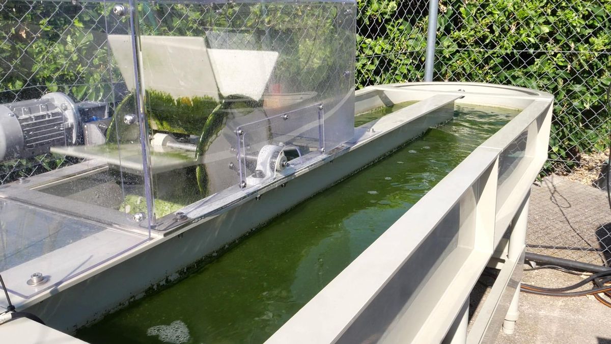 La Universidad de Murcia actúa como experto en el cultivo de las microalgas dentro de la iniciativa.