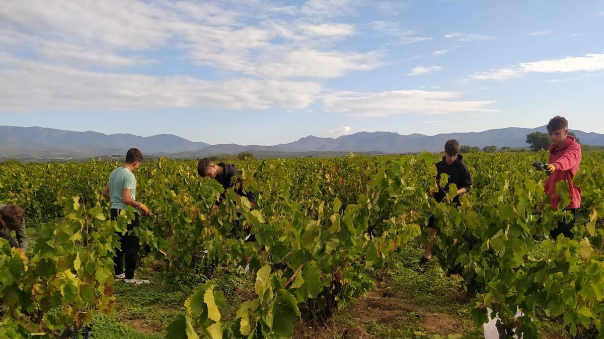 Estudiants de formació professional treballant en una vinya de l’Empordà.