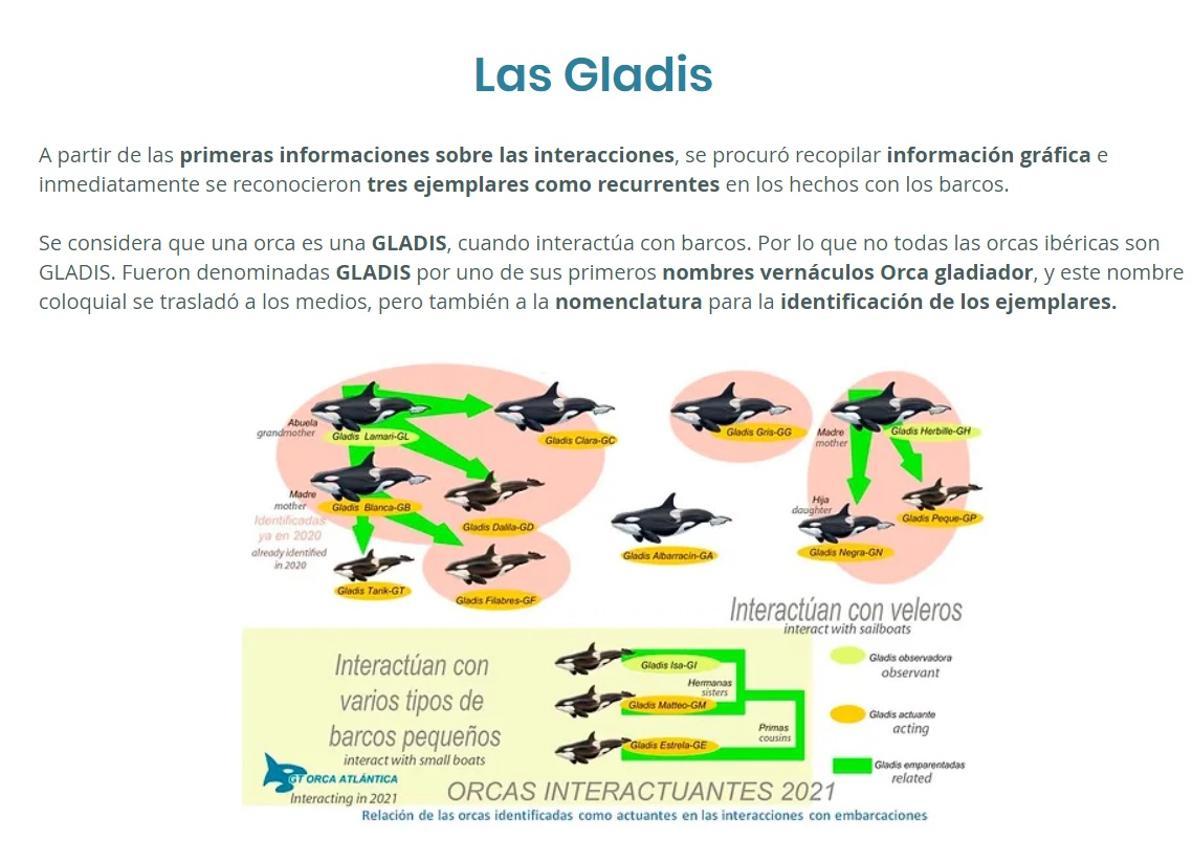 La Cemma y su equipo explican qué son las &quot;Gladis&quot;.