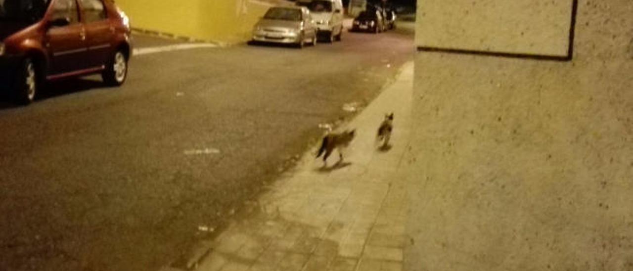 Gatos callejeros en una vía de Ojos de Garza.