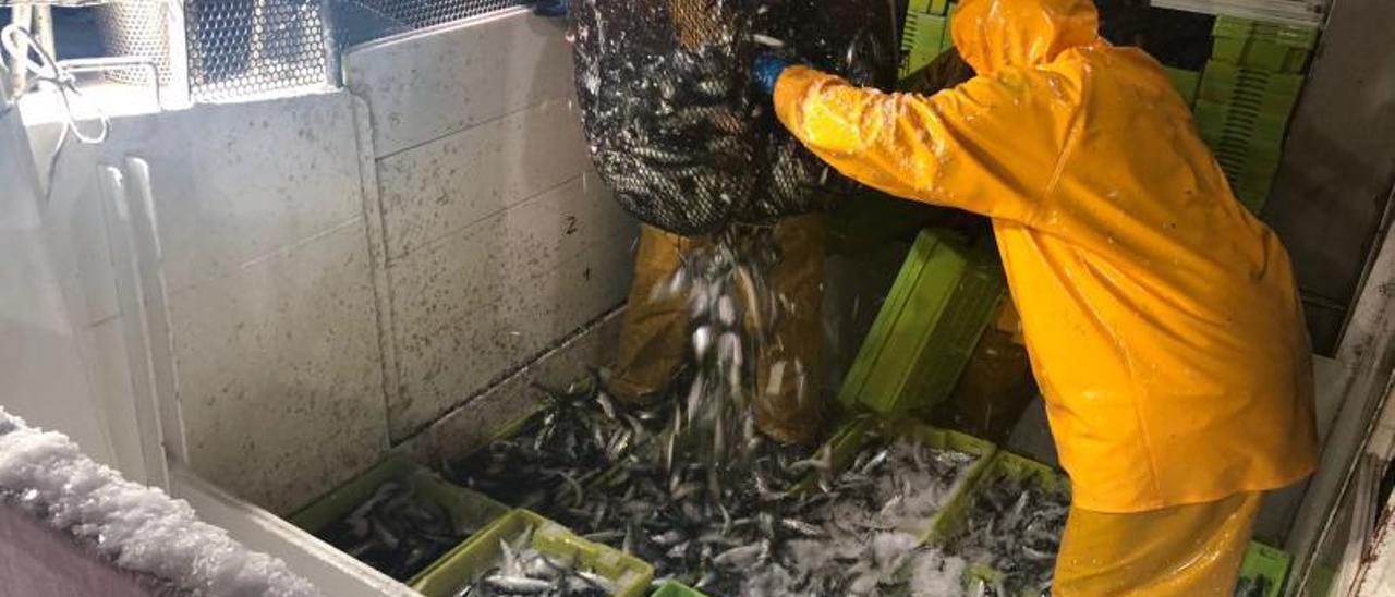 Pesca de sardina este verano en la boca de la Ría de Vigo por parte de un cerquero de Cesantes. | J.M.S.