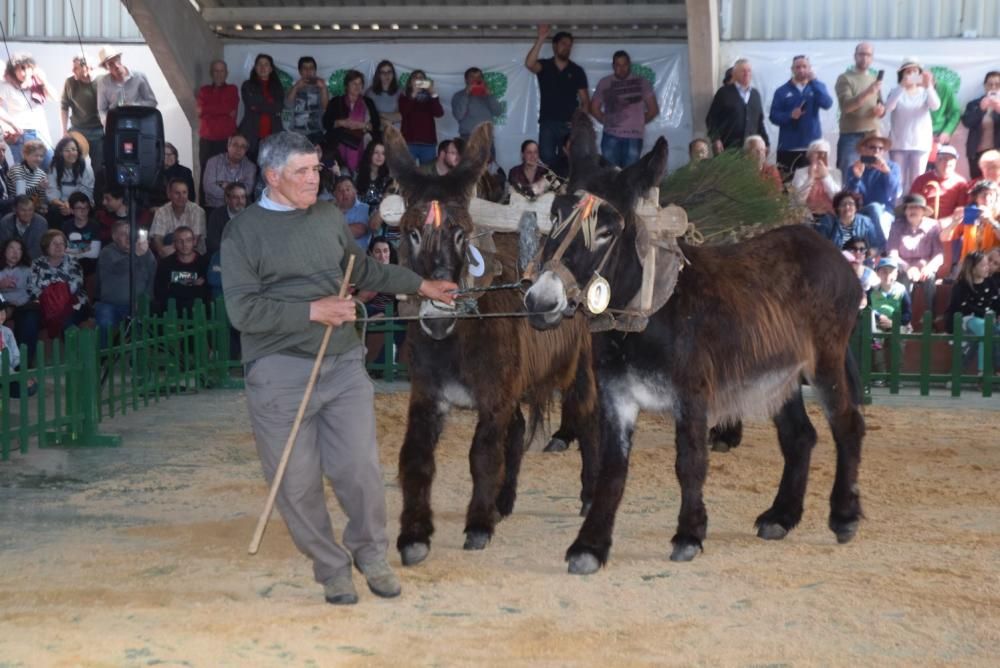 Feria del Burro y romería en San Vitero de Aliste