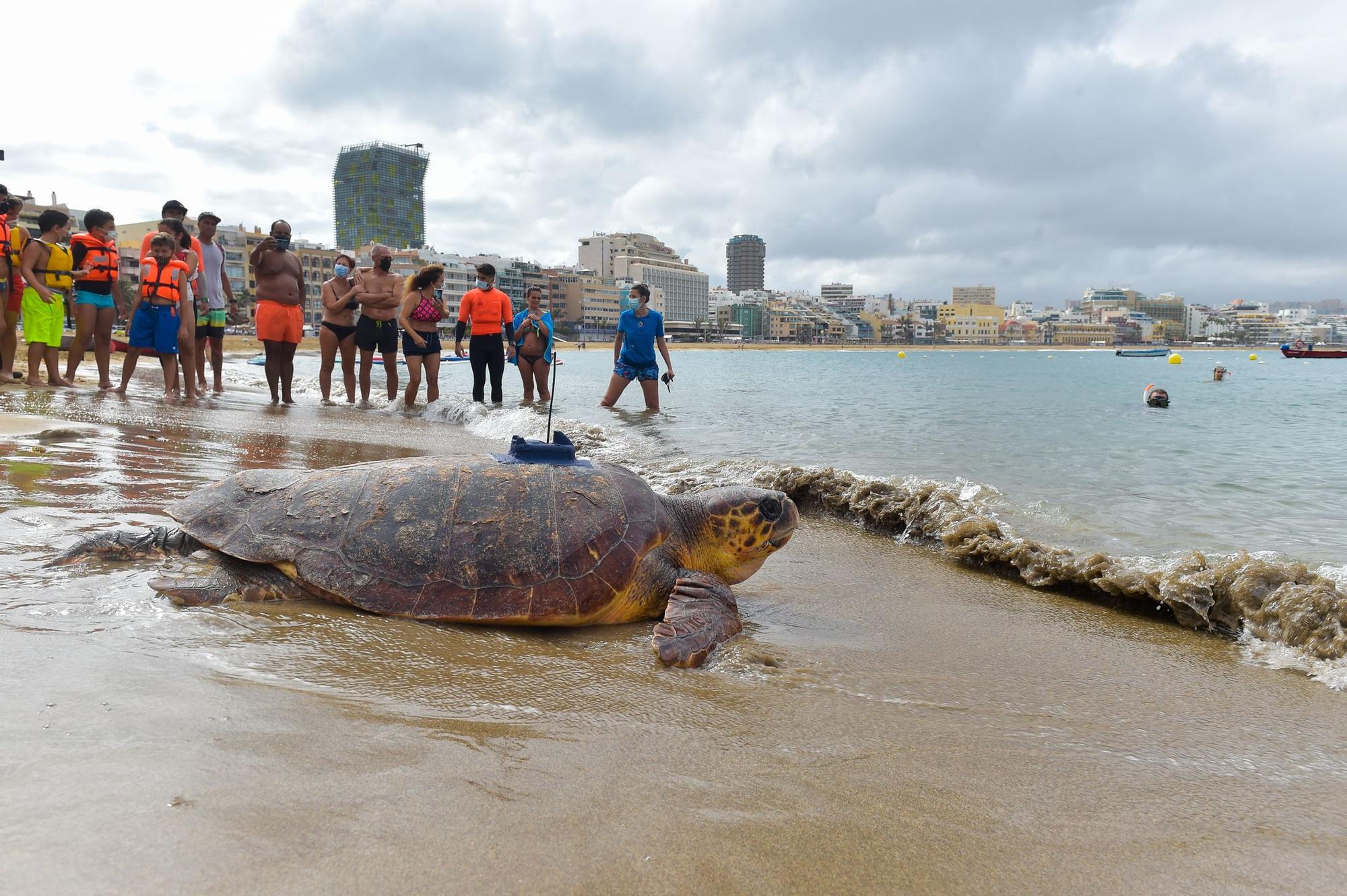 Suelta de la tortuga 'Macho' en Las Canteras
