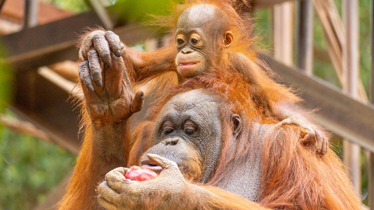 Familia de orangutanes de Asia en Bioparc Fuengirola
