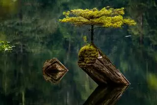 El lago mágico de Canadá presidido por un bonsái