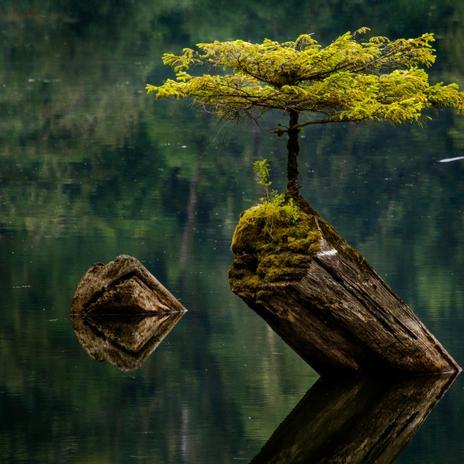 El lago mágico de Canadá presidido por un bonsái