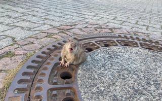 El impresionante rescate de una rata con sobrepeso en Alemania | VÍDEO