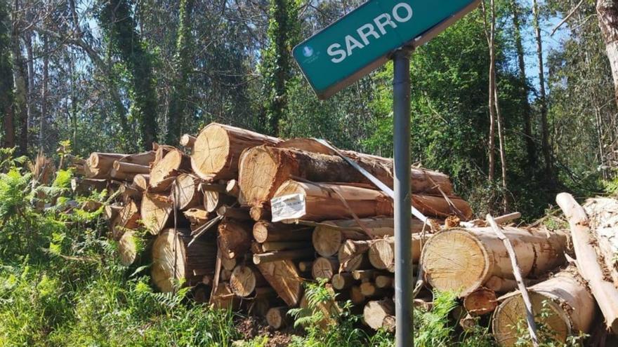 Tres investigados por talas sin permiso y por el hurto de toneladas de madera