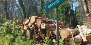 Tres investigados por talas sin permiso y por el hurto de toneladas de madera