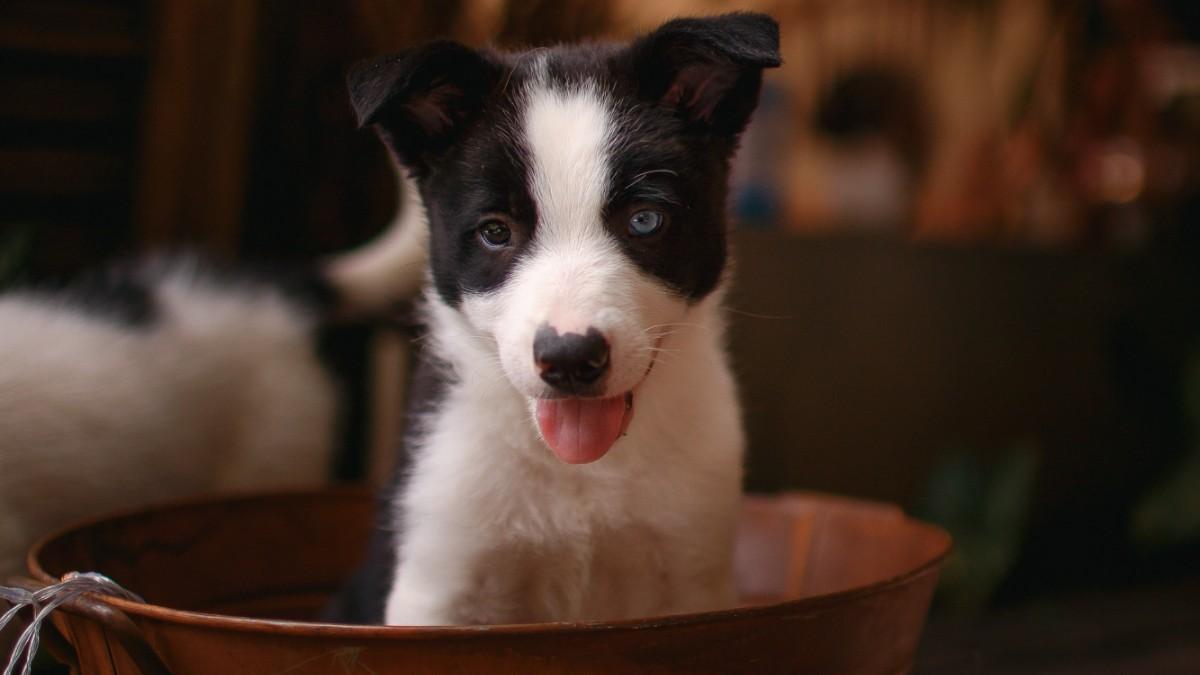 Border collie cachorro portada