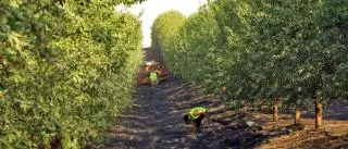 Los precios de la tierra agrícola vuelven a aumentar tras el covid