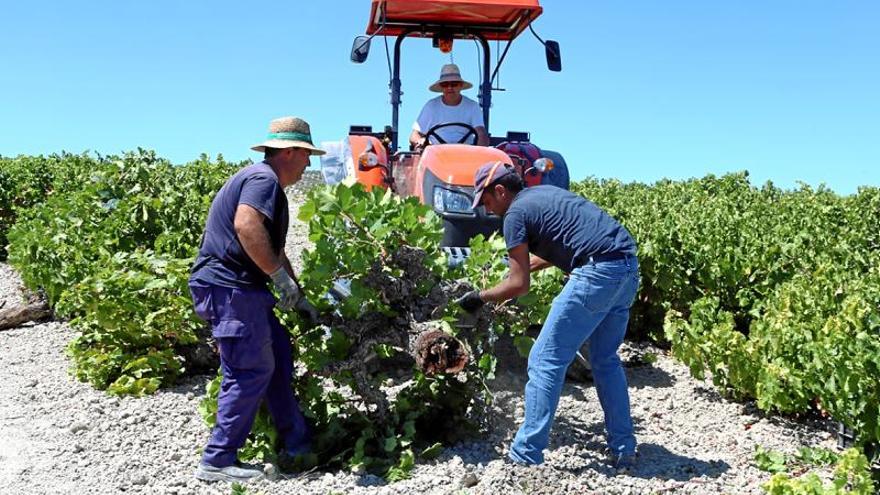 Bruselas modifica el sistema de derechos de plantación de viñedo