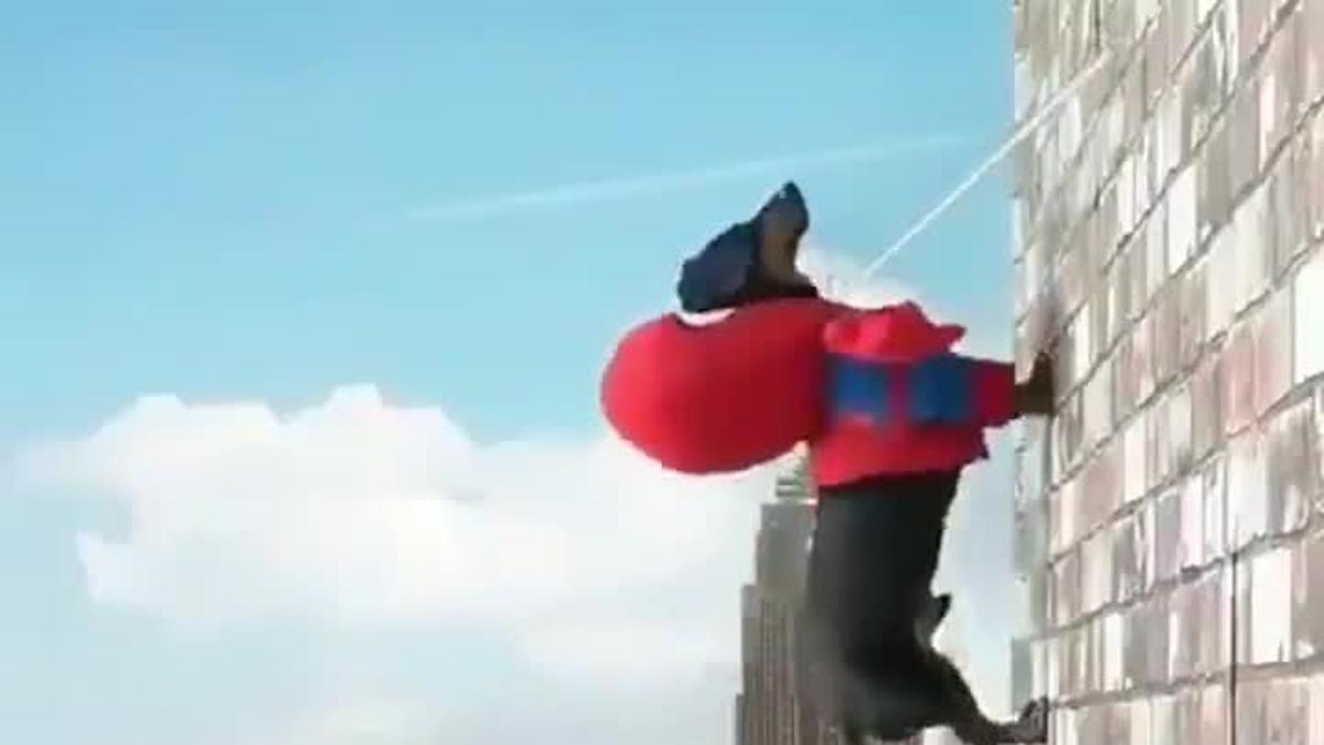 Lo más gracioso que verás hoy: El vídeo viral de Spider-Perro