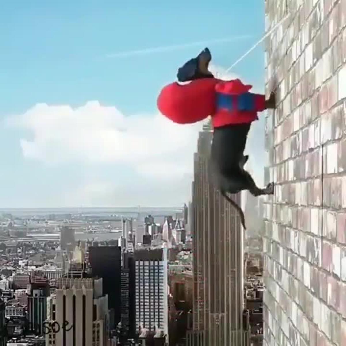 Lo más gracioso que verás hoy: El vídeo viral de Spider-Perro