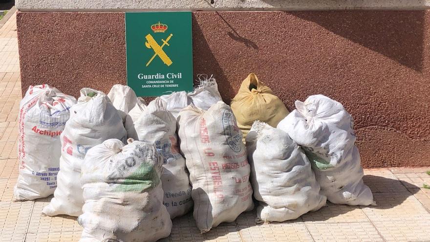 Detenidos dos hombres por robar 300 kilos de aguacates en varias fincas del norte de Tenerife