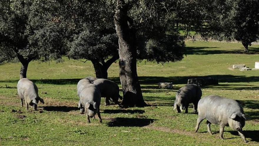 El plan director para la dehesa afectará a unas 5.300 explotaciones