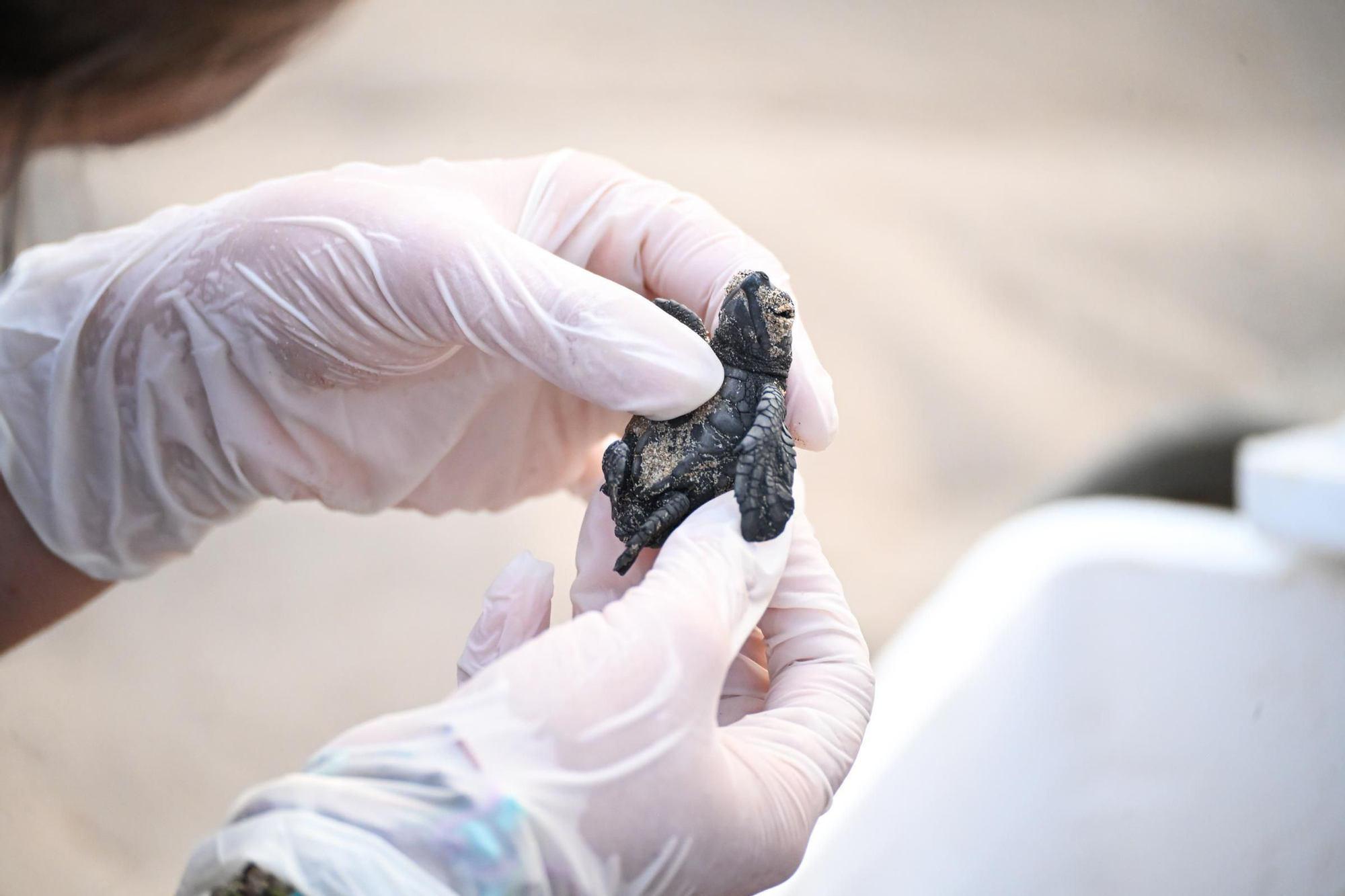Gran expectación en Arenales del Sol por la suelta de 57 tortugas bobas recién nacidas
