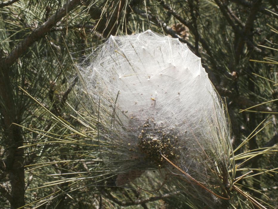 Processionària. Les larves de la processionària del pi s’estan instal·lant en les sedoses bosses dels pins que les priven del fred. Un lepidòpter, Thaumetopoea pythiocampa, que s’alimenta de les acícules tendres.