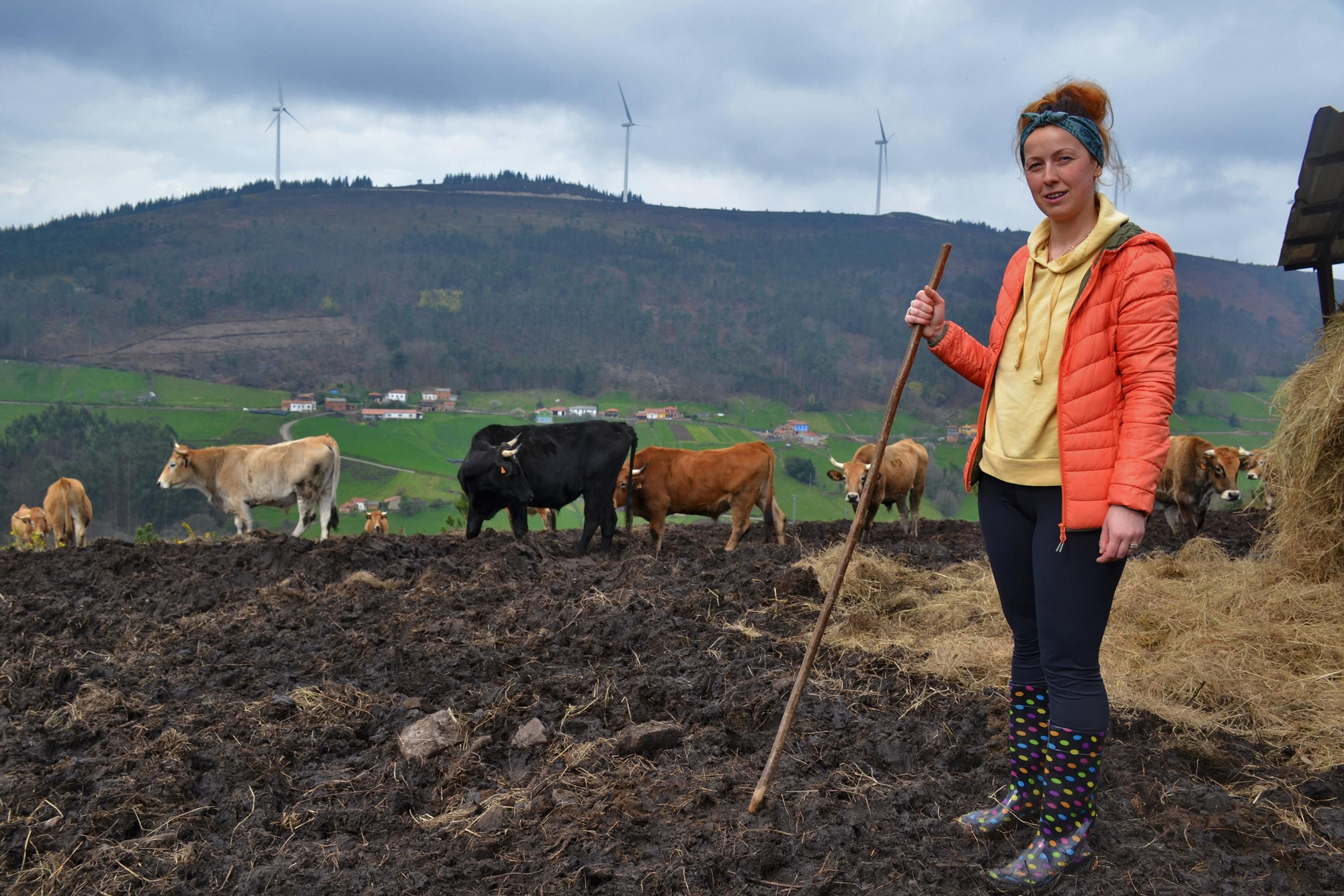 Simona Ángel, con algunos de los bueyes que crían en Cogollo.