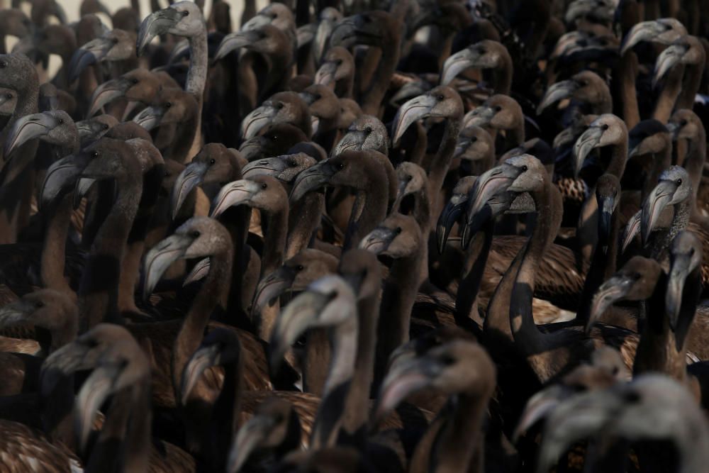 Flamingo chicks are seen in a corral before ...