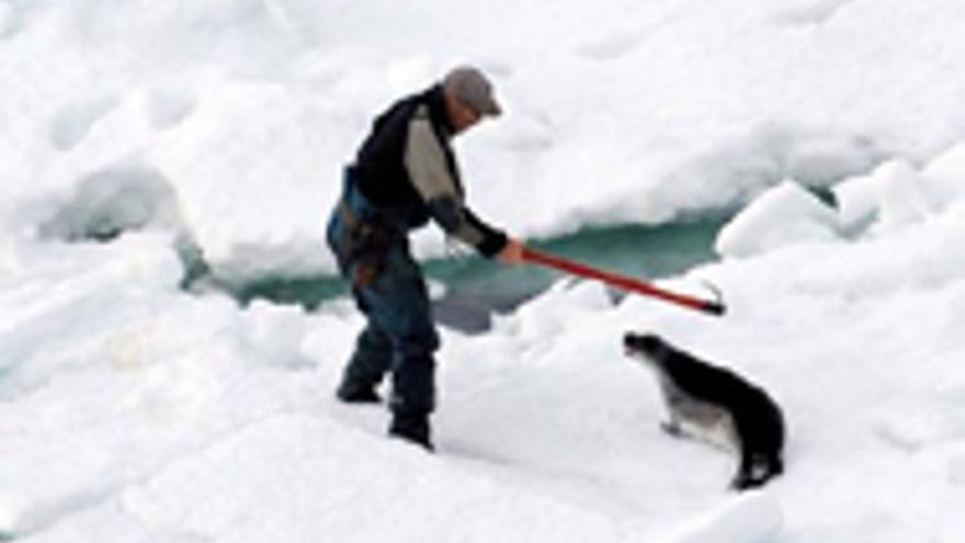 Canadá lanza una ofensiva para justificar las matanzas de focas