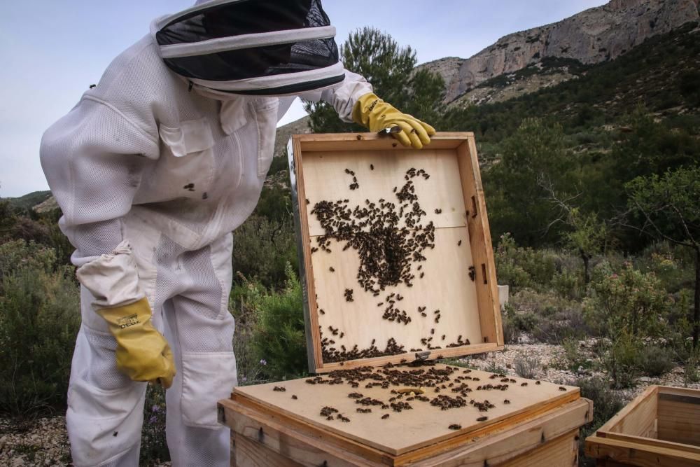 La fumigación contra la Xylella acaba con el 30% de los panales de abejas de la provincia de Alicante.