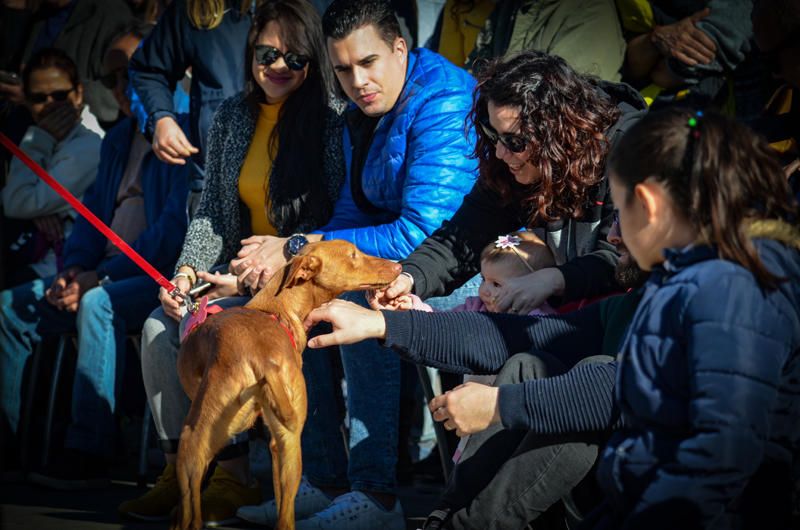 Fundación Bioparc y AUPA celebran el 15º Desfiles de perros abandonados