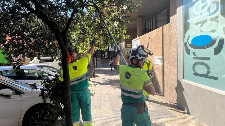 Plan de choque en pleno centro de Cáceres contra el crecimie
