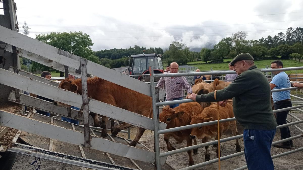 La Feria de Otoño de Colunga reúne a más de medio centenar de animales