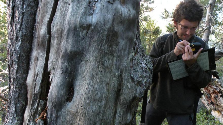 ¿Por qué la madera muerta no debe retirarse del bosque? Un estudio advierte de su criminalización