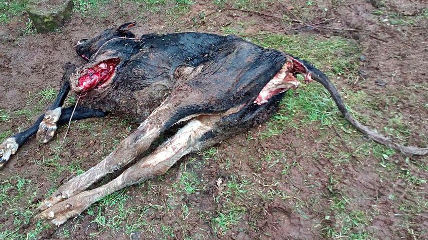 Una ternera atacada por lobos en Agolada