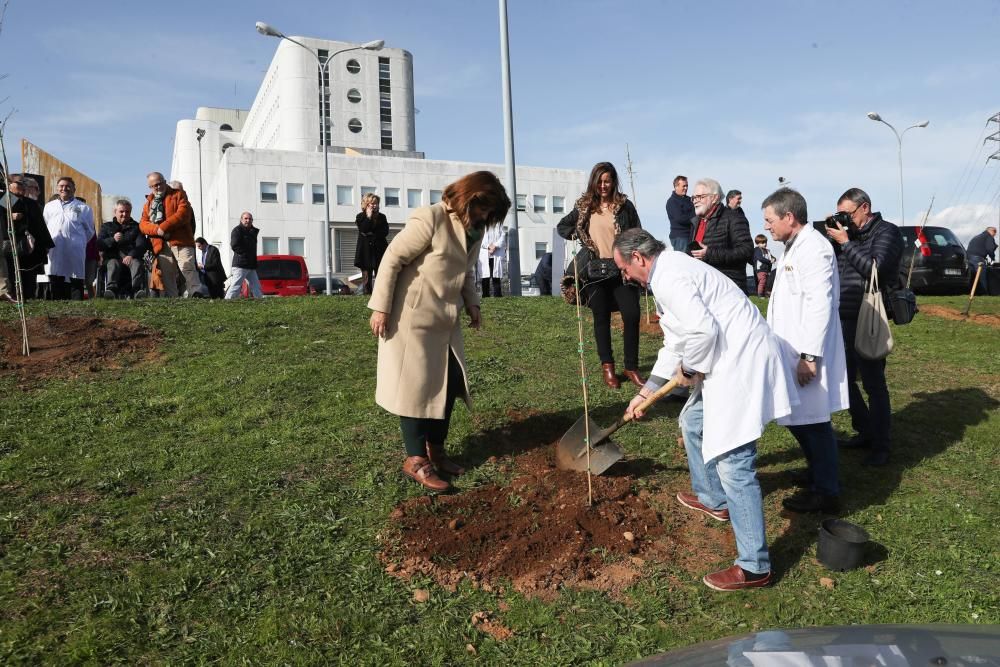 El guardián de la salud se viste de verde. El hospital Meixoeiro celebra sus treinta años con una plantación de carballos