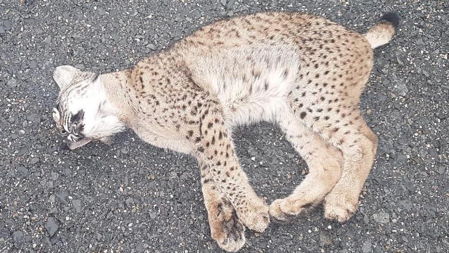 Muere atropellado un lince ibérico en Cardeña