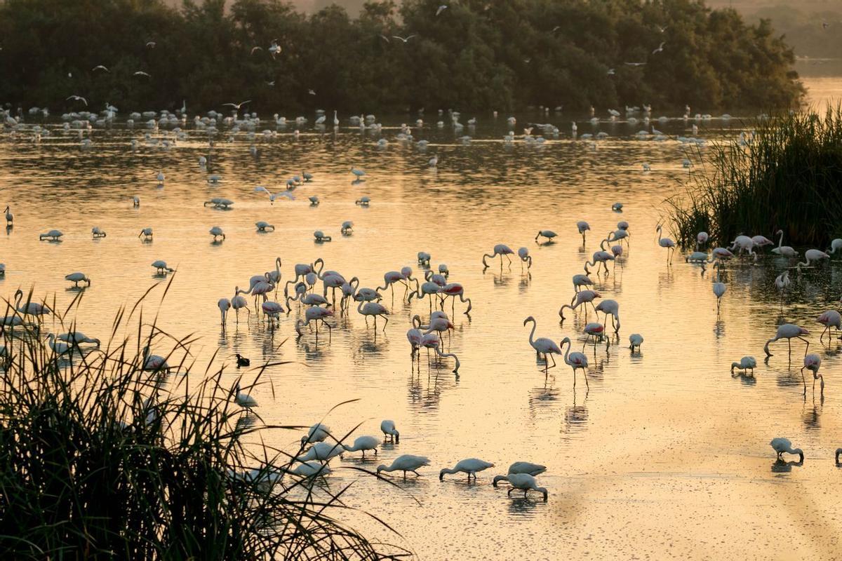 Doñana es uno de los paisajes más deslumbrantes de España.