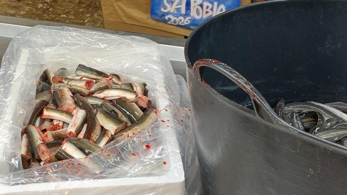 FOTOS | La pescadería de sa Pobla, Ca na Foc, sirve 1.700 kilos de anguilas
