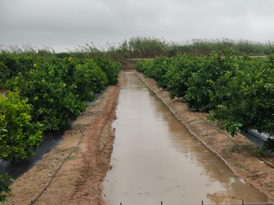 Campo de naranjos en Llocnou d'en Fenollet