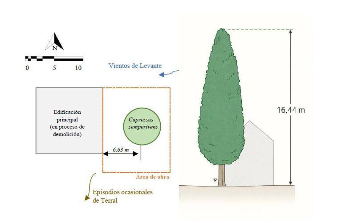 Gráfico del ciprés de calle San Federico en el informe