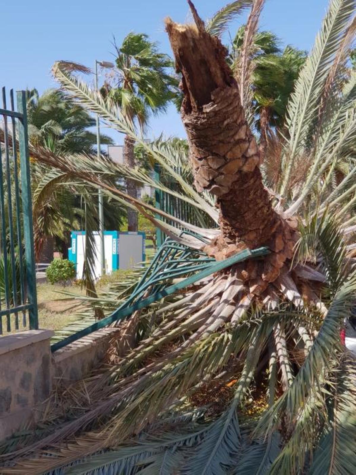 Cae una palmera en Lomo Apolinario