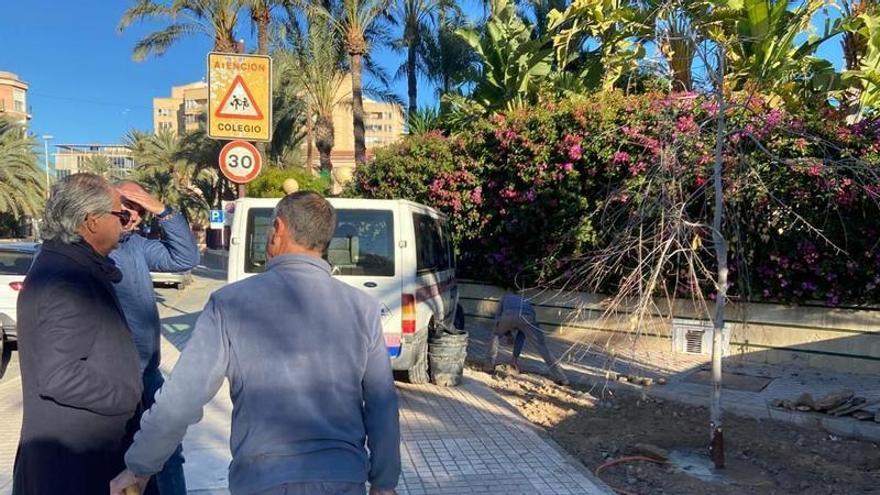 Un chopo de Elche para el Hort de Pontos