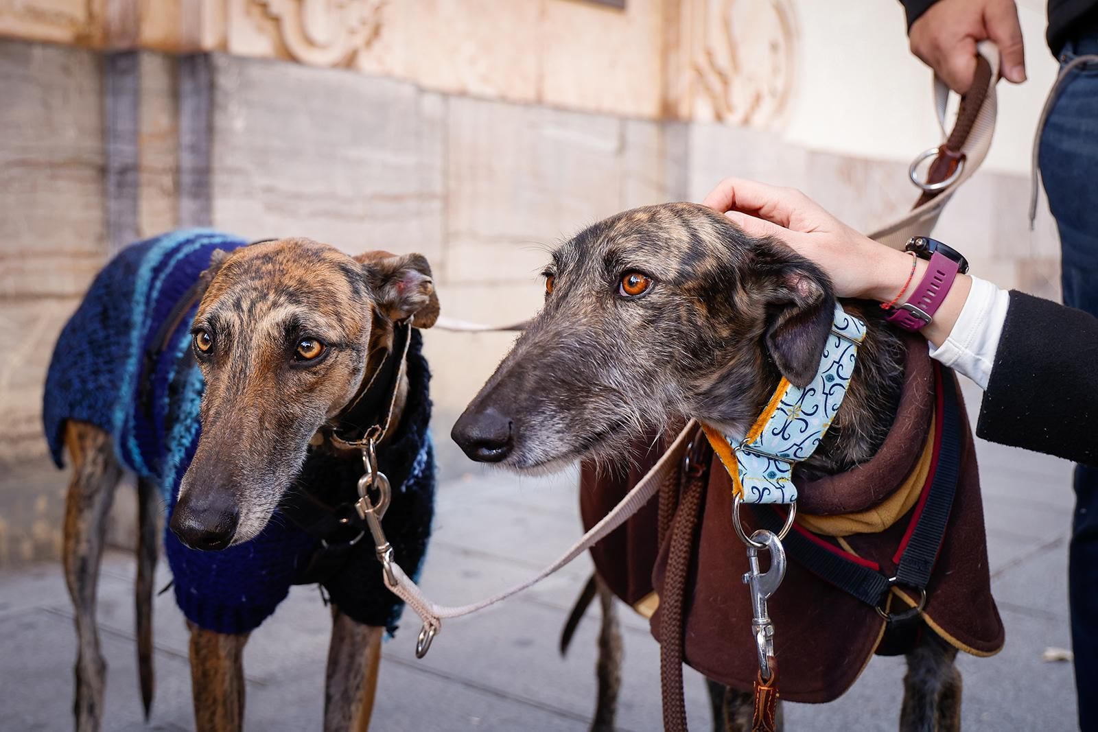 Un paseo con perros para fomentar la adopción