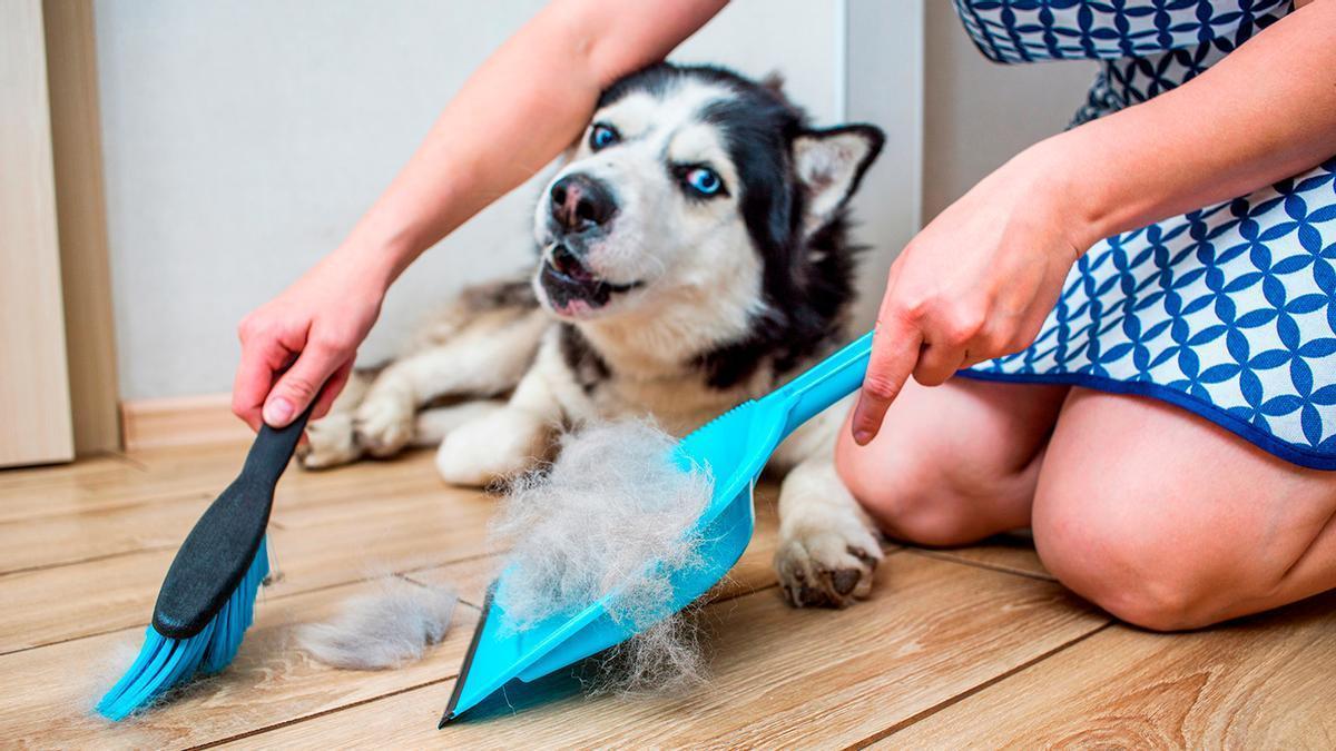 Si convives con un perro, sabes que sus pelos en tu ropa son inevitables.