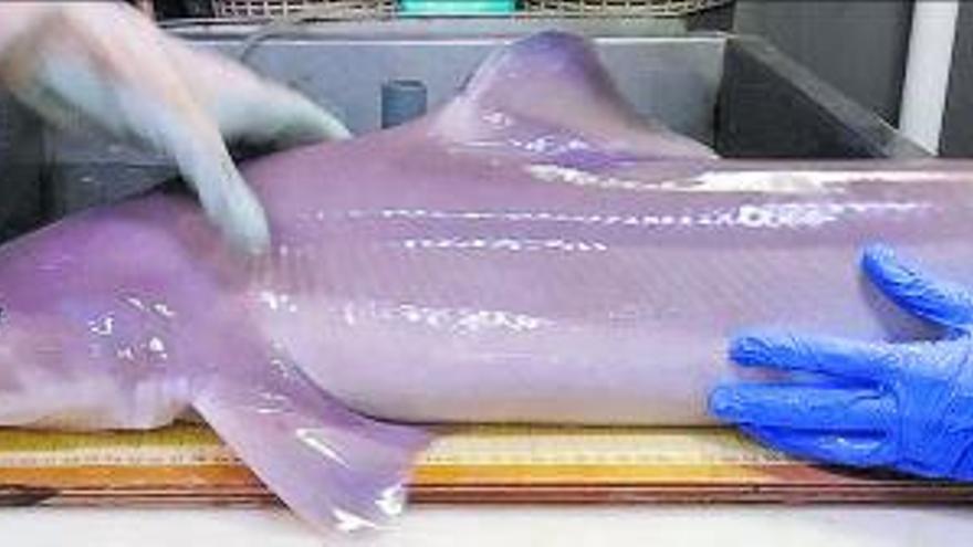 Una especie de tiburón ‘Centrophorus uyato’, popularmente conocido como ‘Galludito’  | COB