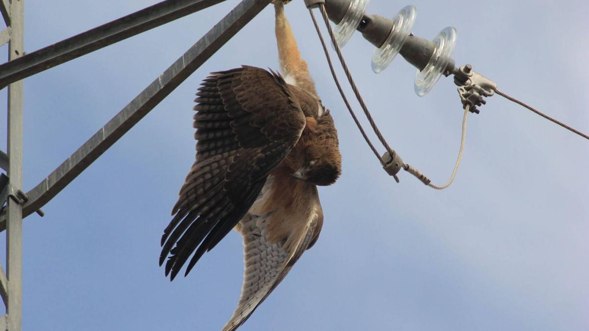 Águila perdicera muerta en un tendido eléctrico