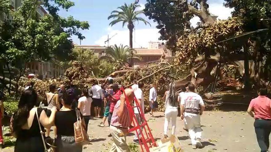 Cae una rama del ficus de Santo Domingo