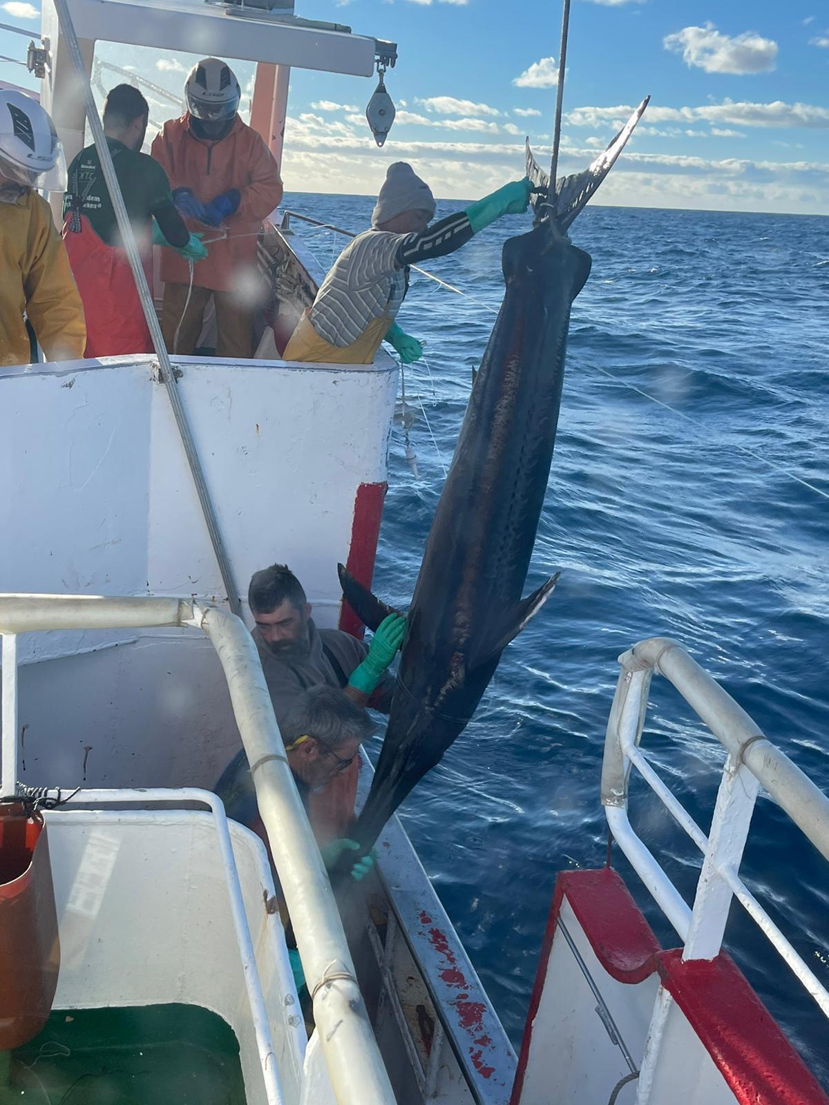 Pescadores de un palangrero gallego extraen del mar otro ejemplar de pez espada.