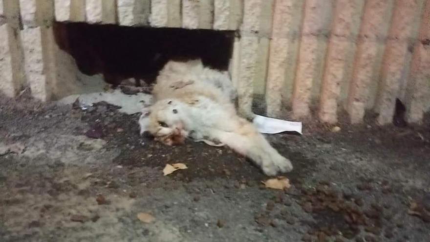 Muere un gato en Valladolid tras agonizar en plena calle durante todo un día.