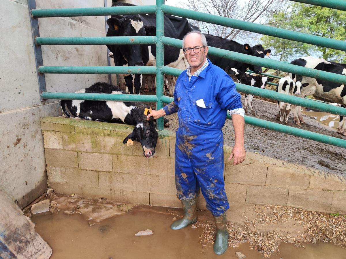 Basilio Sánchez con algunos de sus terneros, que han sufrido las consecuencias del agua.