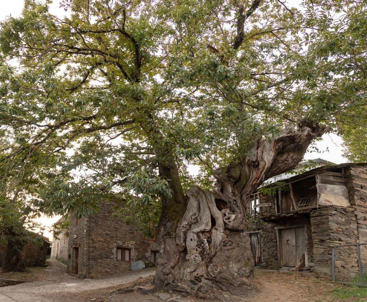 Este árbol centenario lleva ocho siglos viendo pasar peregrinos.